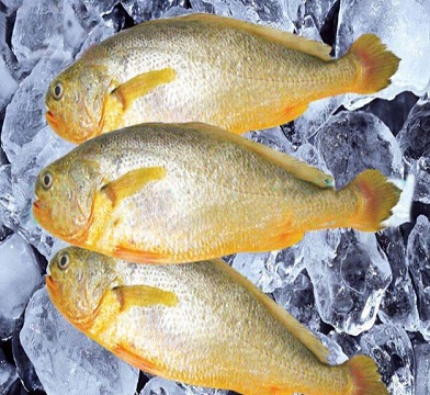 烏拉圭小黃魚進(jìn)口報關(guān)